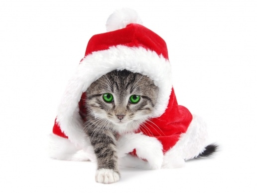 Выставка кошек