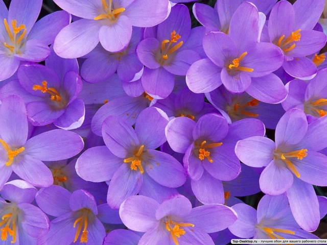 Польские цветы